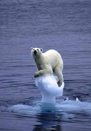 bear on ice berg