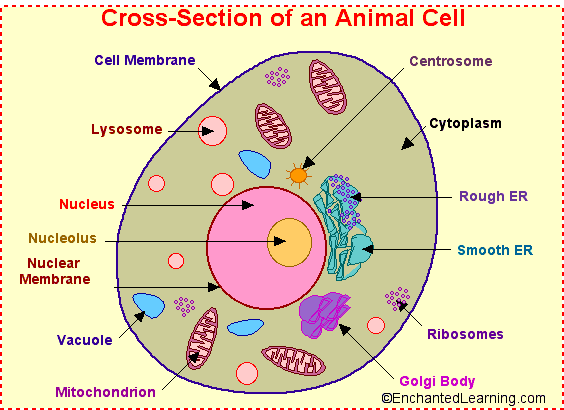Cell cross section