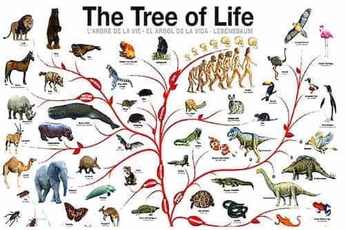 law-of-biogenesis